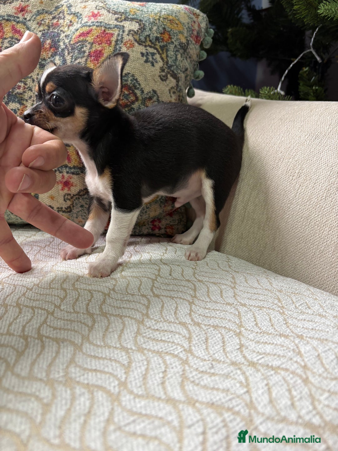 Chihuahua perros en venta: Macho chihuahua Toy tricolor  - Anuncio 6
