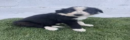 Border Collie perros en venta: Cachorros de Border collie  - Anuncio 5