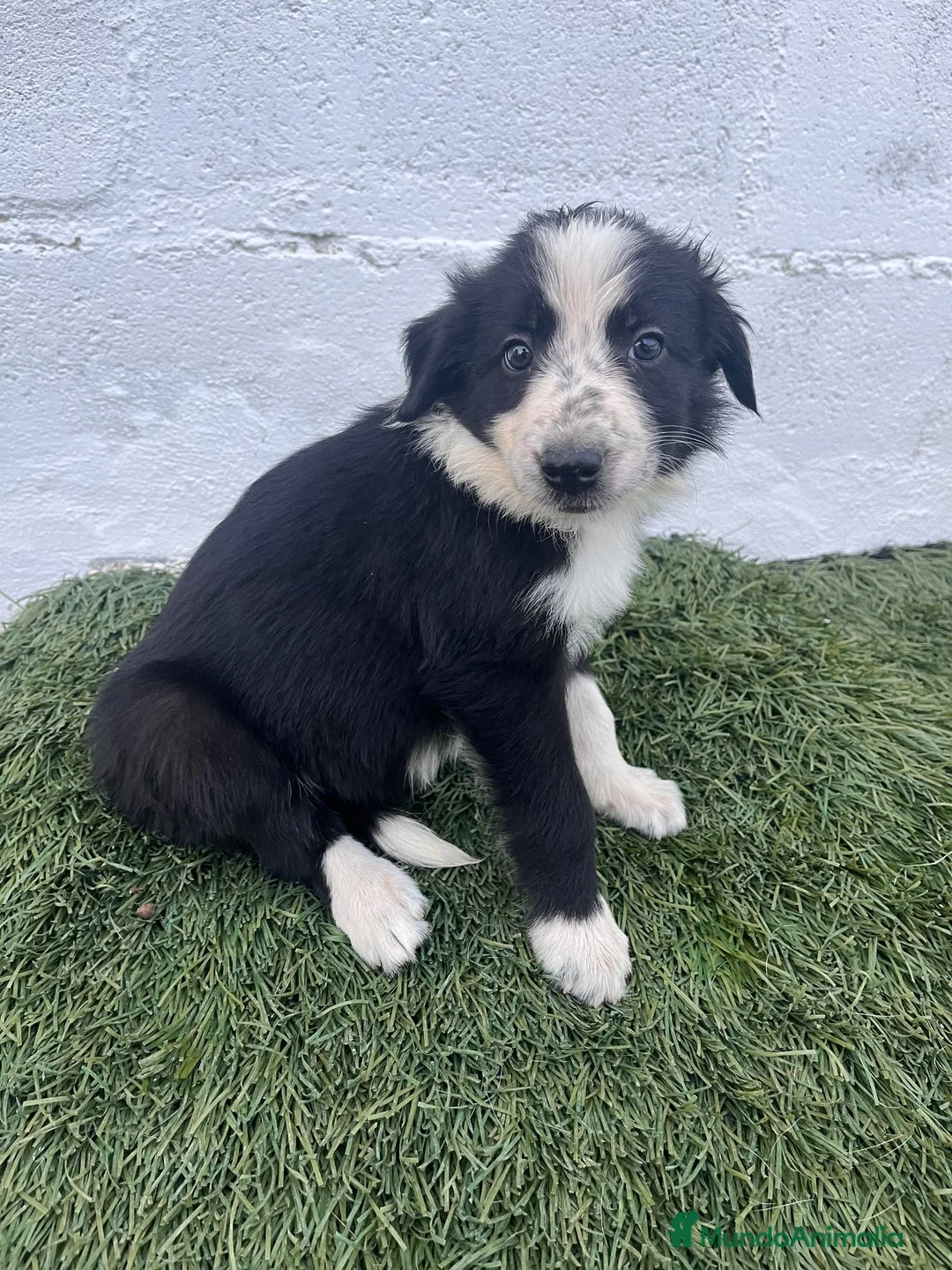 Border Collie perros en venta: Cachorros de Border collie  - Anuncio 5