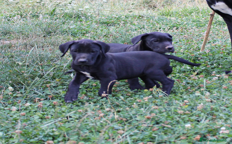 Dogo Alemán perros - Propaganda 2