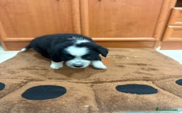 Border Collie perros en venta: Border collie - Imagen 16