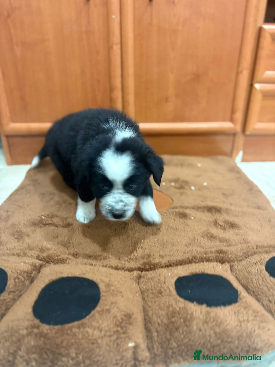 Border Collie perros en venta: Border collie - Imagen 16