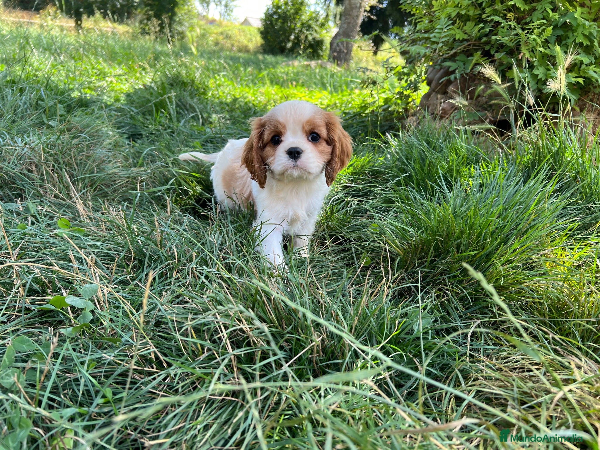Cavalier King Charles Spaniel perros Cachorros Cavalier King charles spaniel - Anuncio 1
