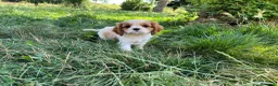 Cavalier King Charles Spaniel perros en venta: Cachorros Cavalier King charles spaniel - Anuncio 1