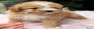Caniche Enano 2