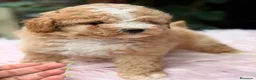 Caniche Enano perros en venta: CAMADA CANICHE ENANO APRICOT - Anuncio 5