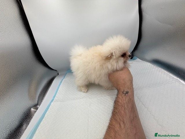Pomerania perros pomerania toy - Anuncio 6