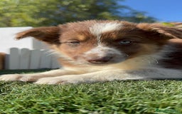 Border Collie perros en venta: BORDER COLLIE - Anuncio 3