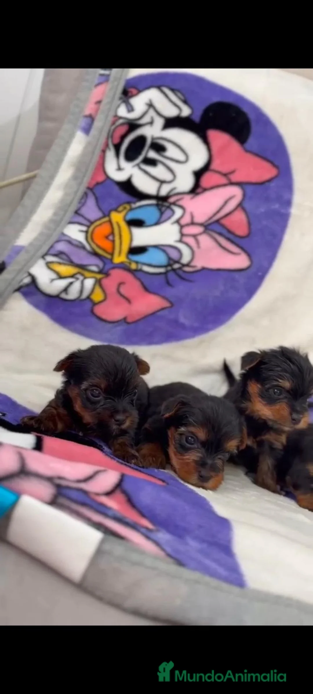 Yorkshire Terrier perros en venta: YORKSHIRE  - Anuncio 6