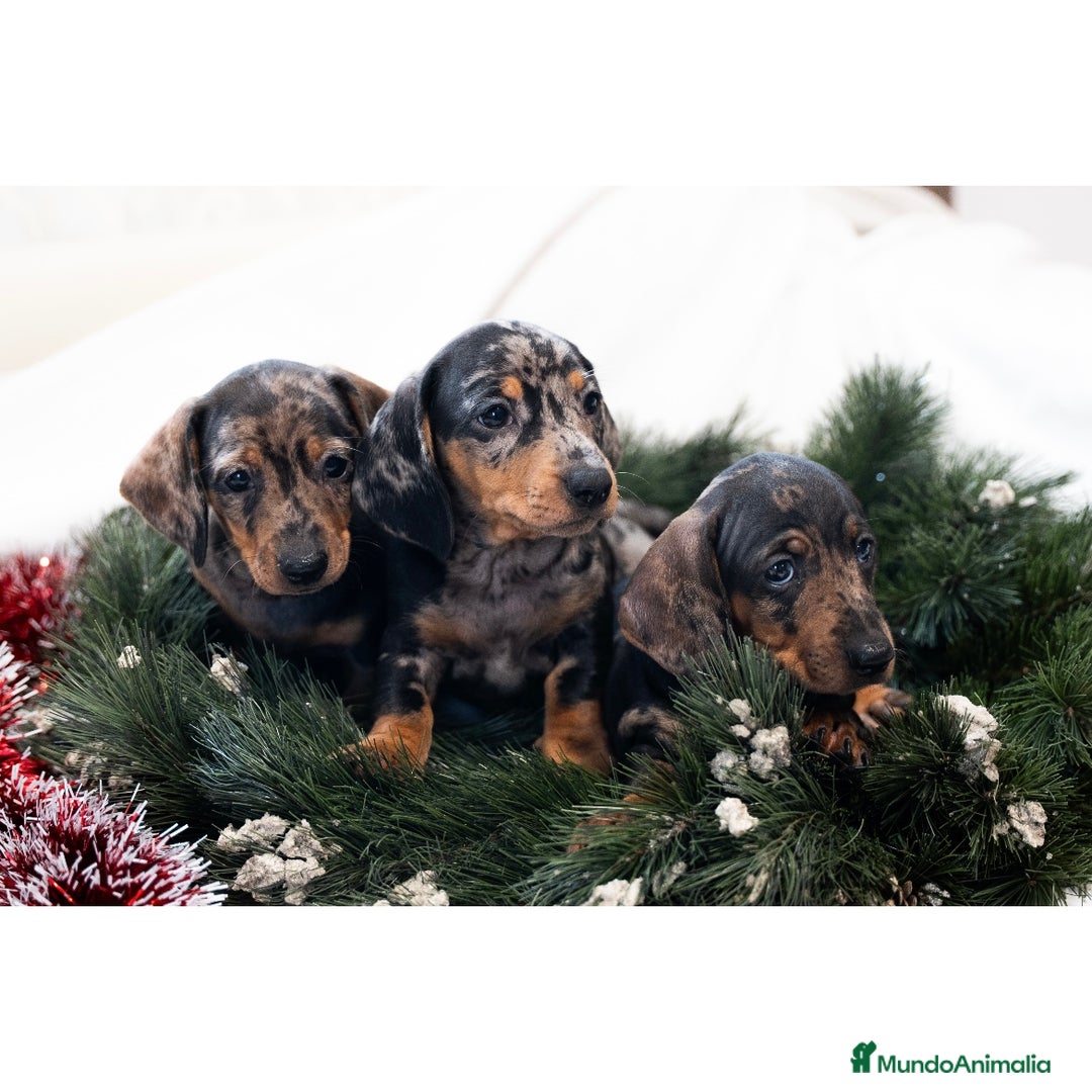 Teckel Miniatura perros en venta: Camada de Teckel miniatura 💙 - Anuncio 15