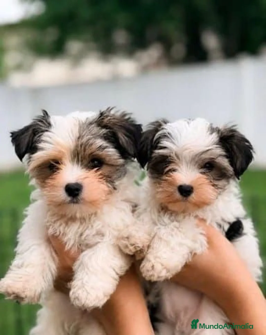Morkie perros en venta: Adorables cachorros machos Morkie  - Anuncio 1