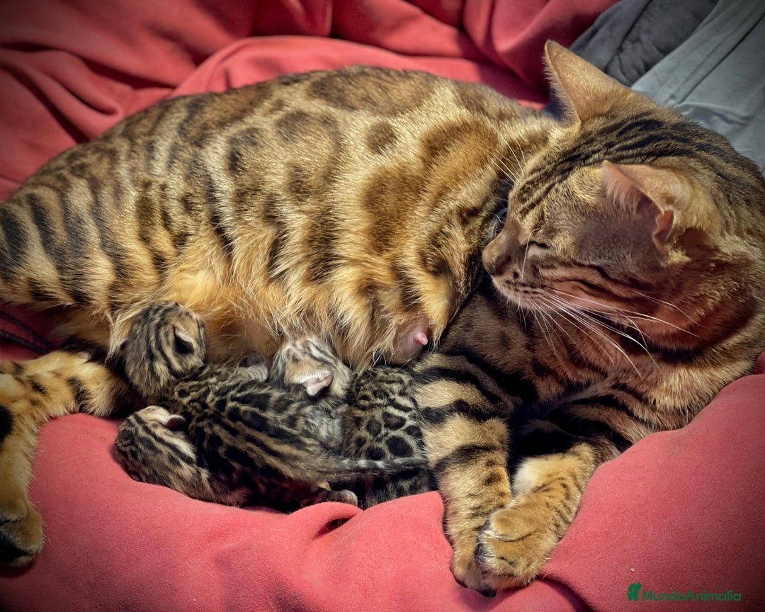 Bengalí gatos en venta: Camada de Gatitos Bengalí (Machos) - Imagen 2