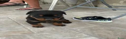 Rottweiler perros en venta: Rottweiller - Anuncio 6