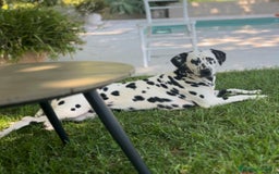Dálmata perros en venta: Espectacular camada de dálmatas  - Imagen 2
