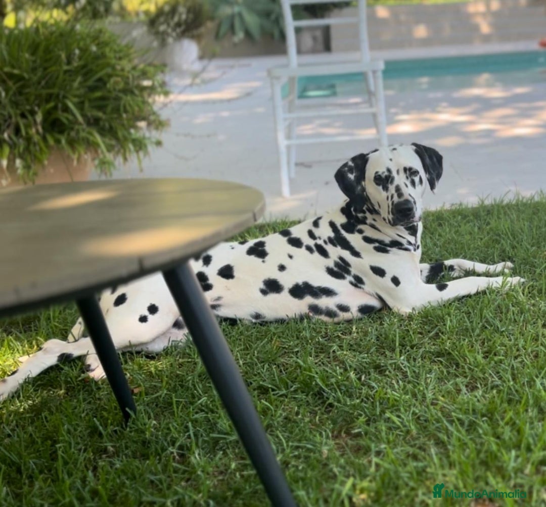 Dálmata perros en venta: Espectacular camada de dálmatas  - Imagen 2