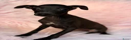 Pequeño Lebrel Italiano perros en venta: Piccolo (pequeño lebrel italiano) hembra - Anuncio 1