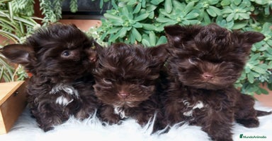 Yorkshire Terrier perros - Anuncio 6