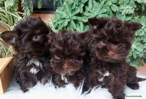 Yorkshire Terrier perros Cachorros Yorkshire chocolate Micro/Toy - Anuncio 3