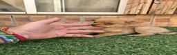 Pomchi perros en venta: Cruzaditos de chihuahua y pomerania  - Anuncio 5
