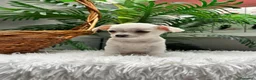 Chihuahua perros en venta: CHIHUAHUA - Anuncio 11