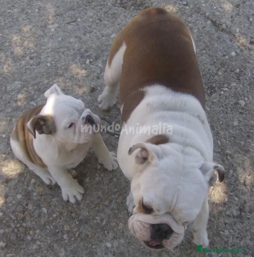 Imagen de galería {{count}}