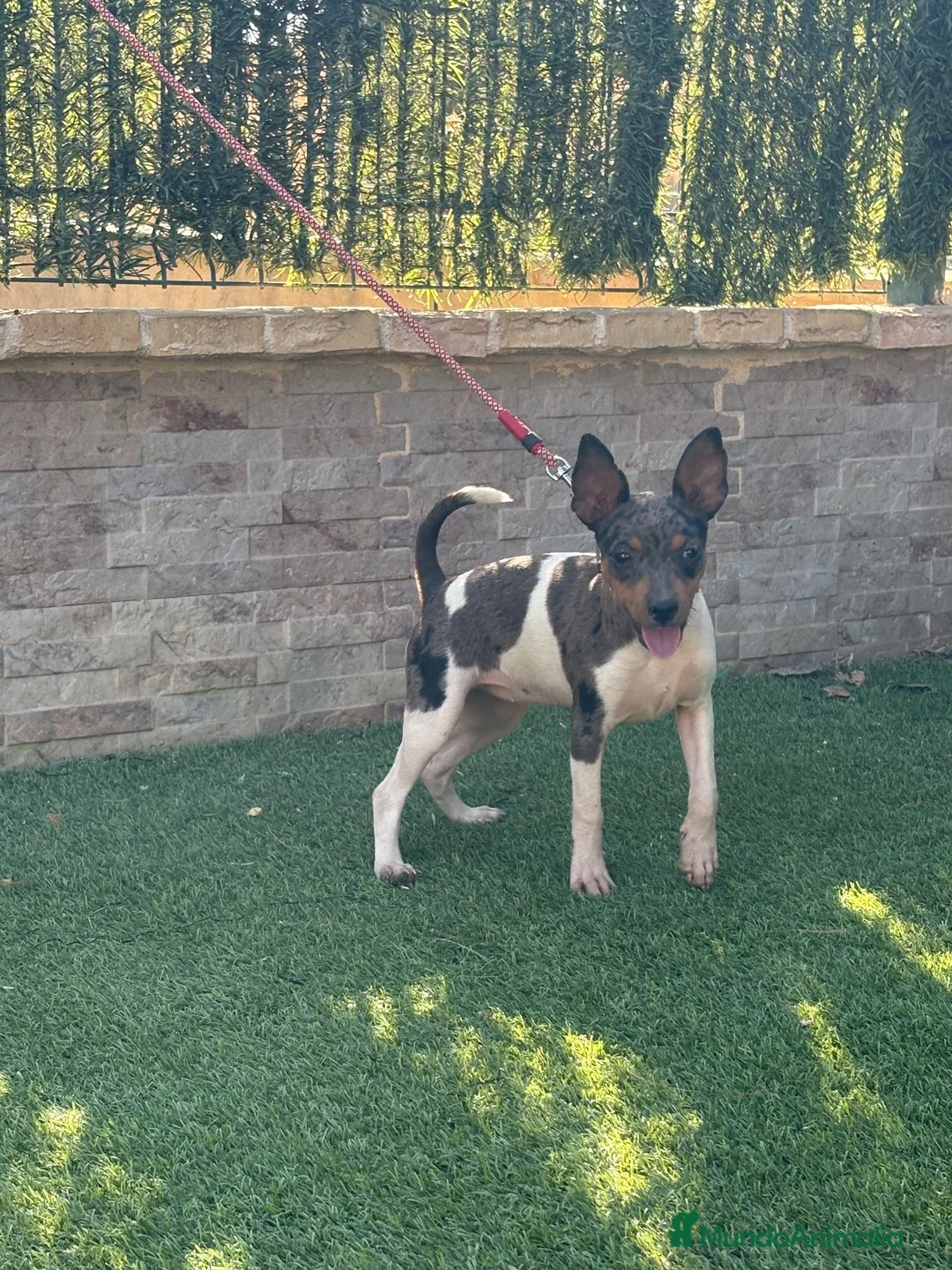 Gos Rater Valencià perros en venta: Cachorra ratonera valenciana arlequín  - Anuncio 9