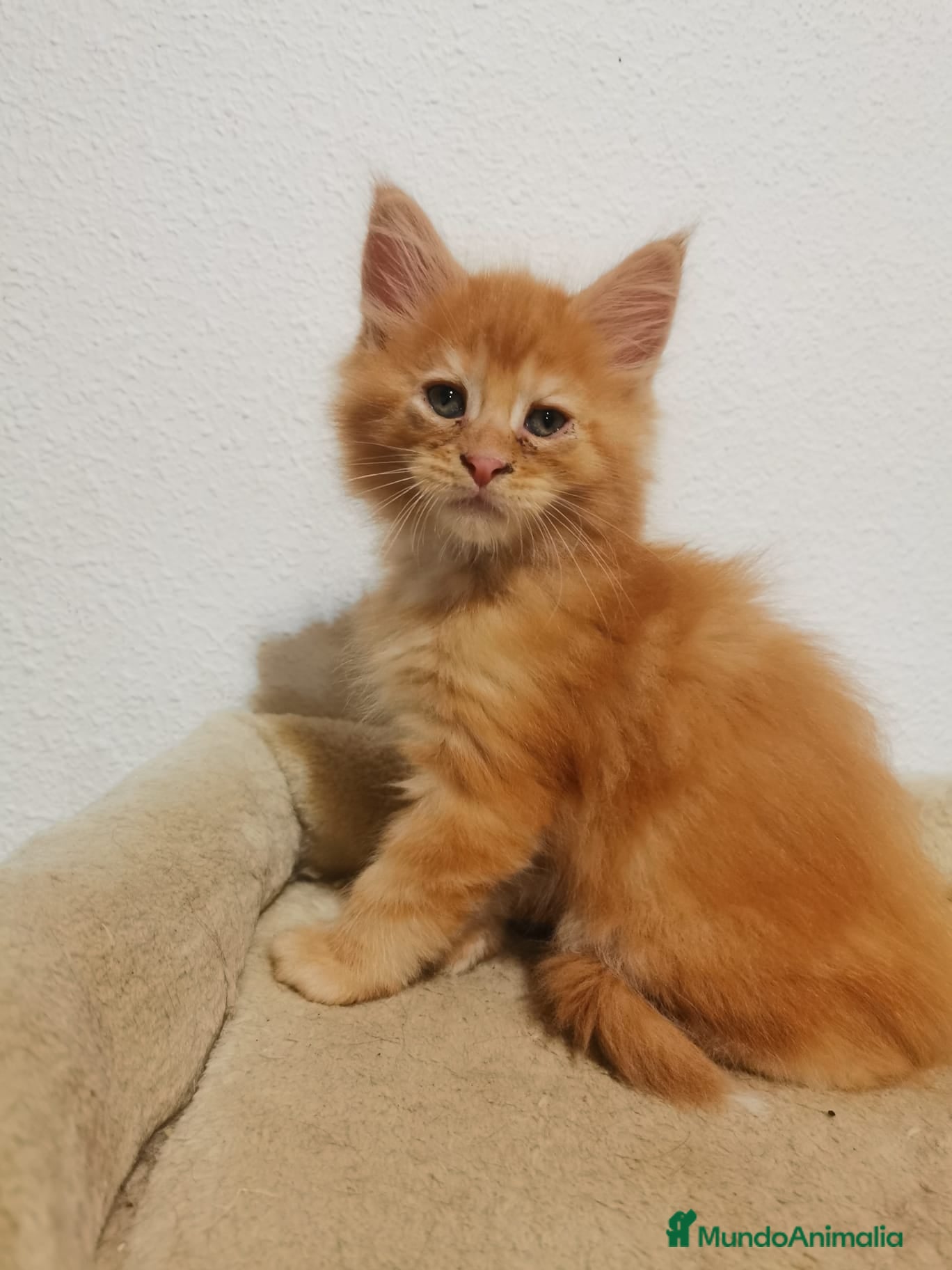 Maine Coon gatos Maravilloso Mainecoon naranja  en Madrid - Anuncio 6