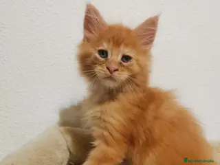 Maine Coon gatos Maravilloso Mainecoon naranja en Madrid - Anuncio 24