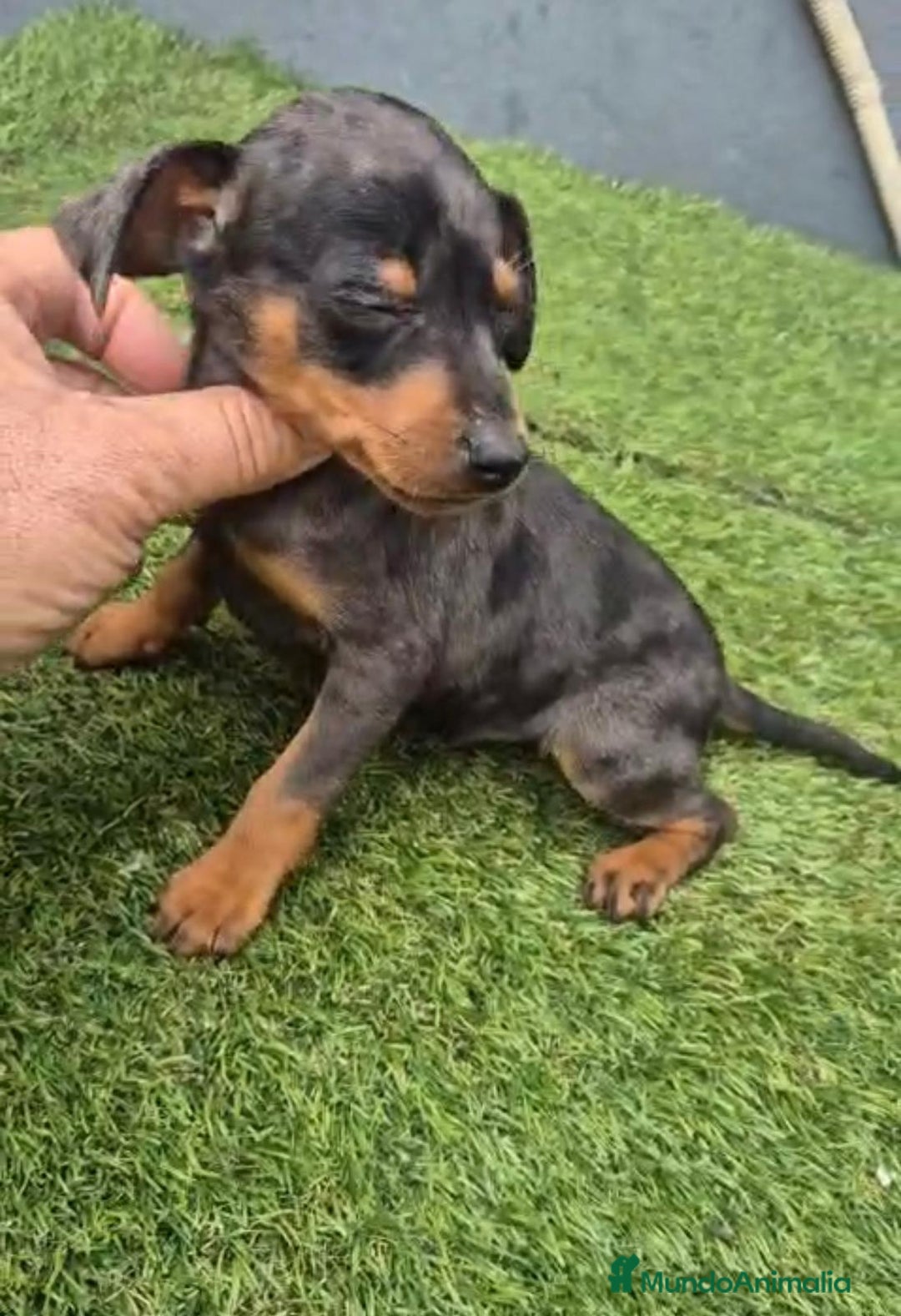 Pinscher Miniatura perros en venta: Pinscher miniatura merle - Anuncio 7
