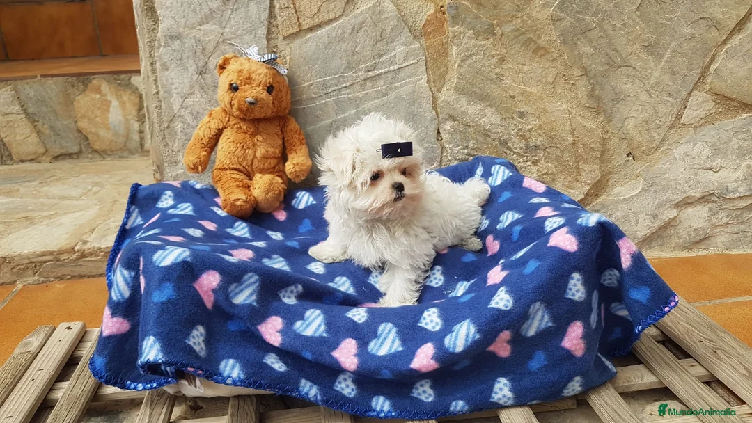 Bichón Maltés perros en venta: Bichon Maltés preciosos  en Barcelona - Anuncio 2