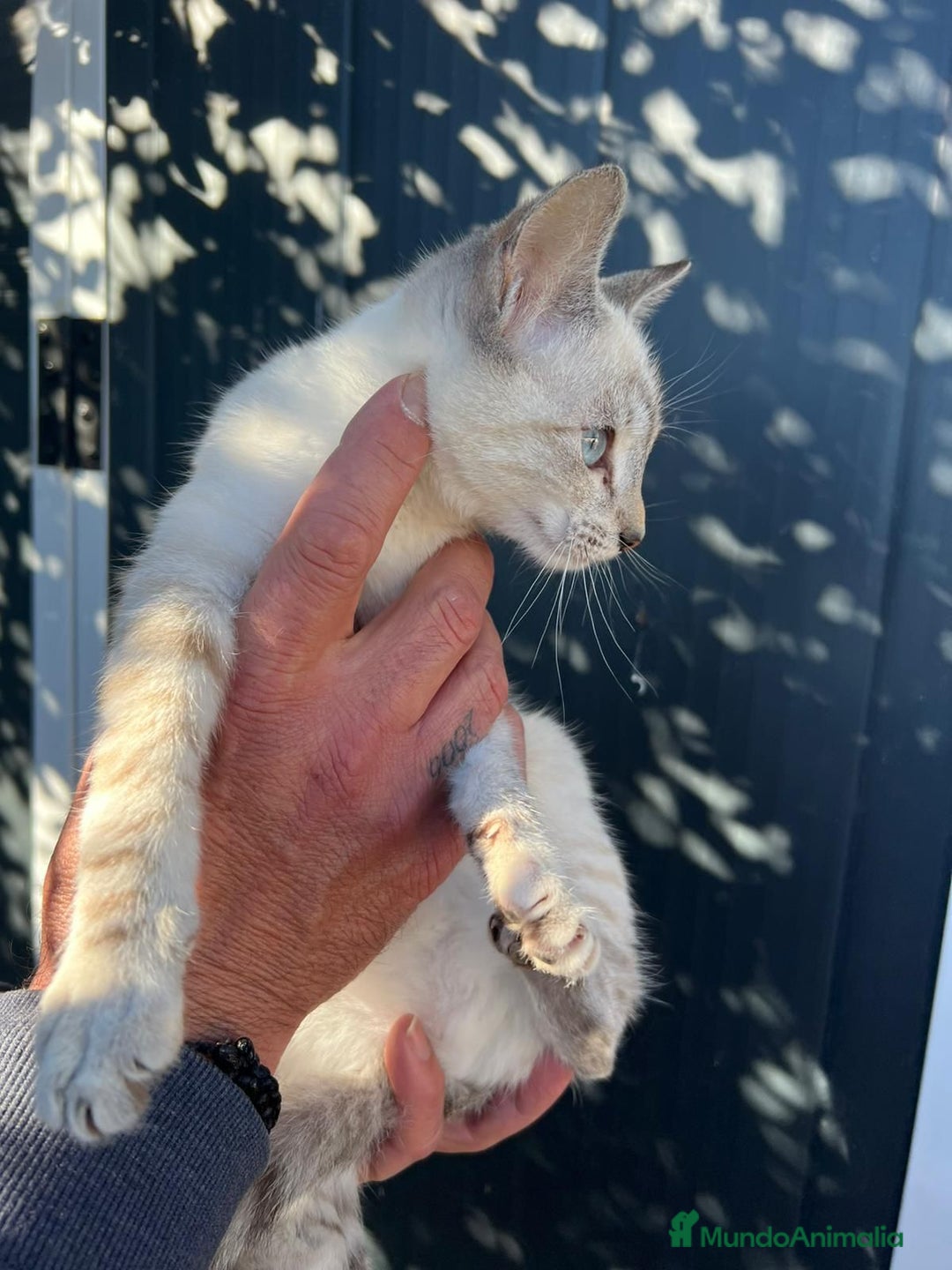 Siamés gatos en venta: SIAMES  - Anuncio 2