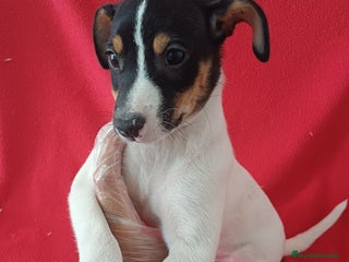 Ratonero Bodeguero Andaluz perros Bodeguero Andaluz - Anuncio 2