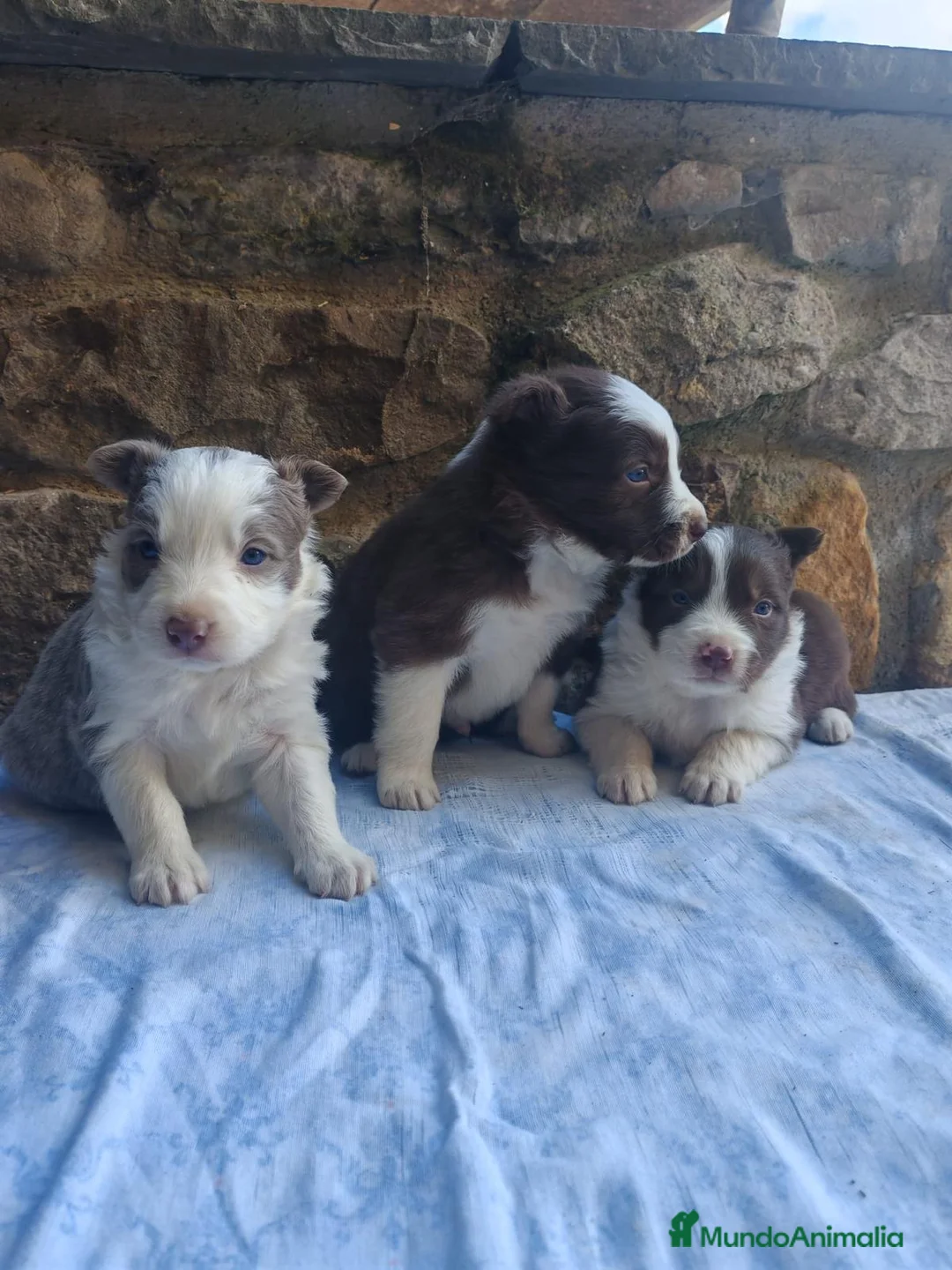 Border Collie perros en venta: BORDER COLLIE LILAC - Anuncio 1