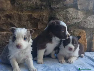 Border Collie perros BORDER COLLIE LILAC - Anuncio 2