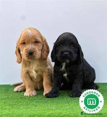 Cocker Spaniel Americano perros Cocker spanish Macho dorado Hembra Negra - Anuncio 1