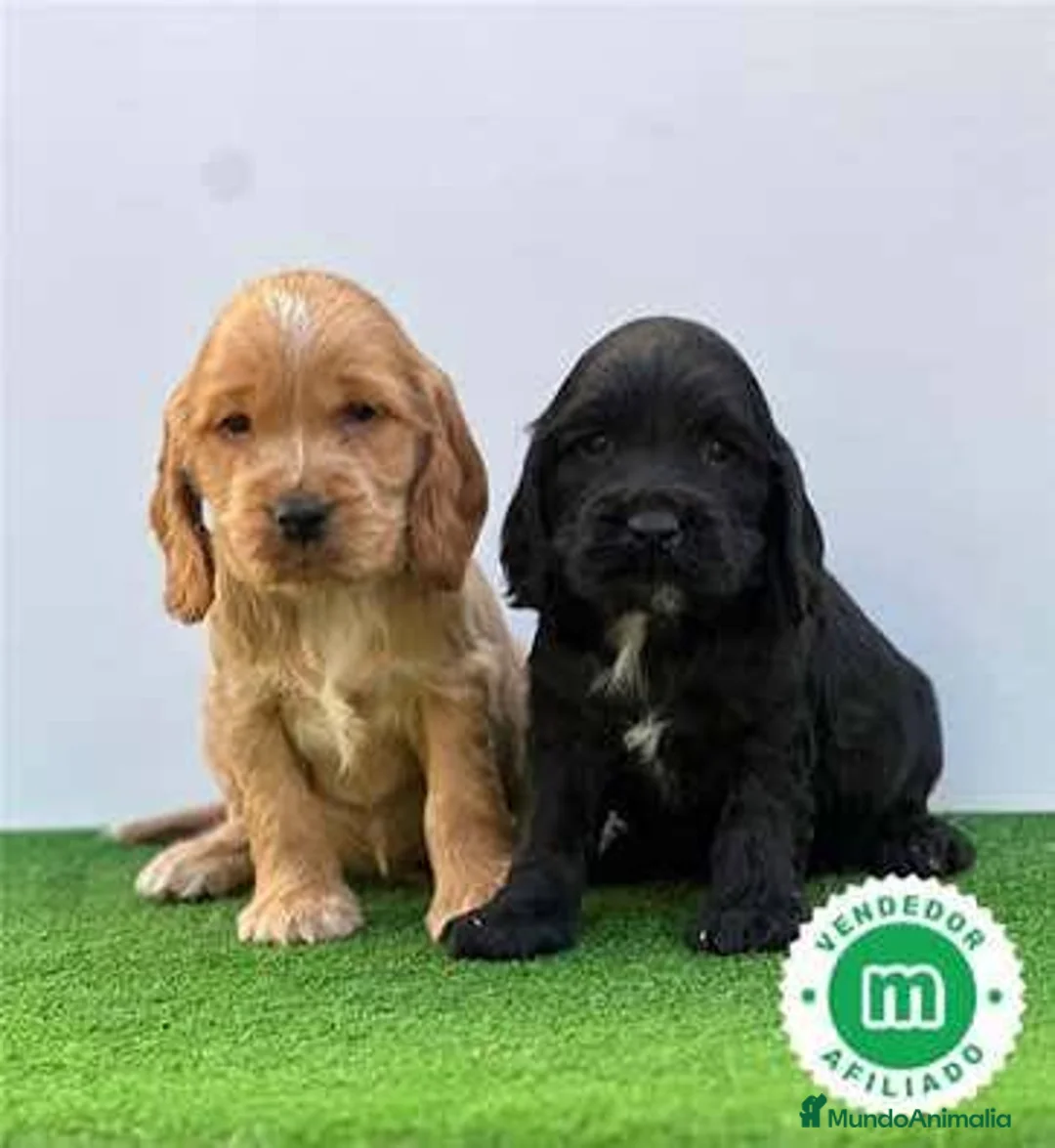 Cocker Spaniel Americano perros en venta: Cocker spanish Macho dorado Hembra Negra - Anuncio 1