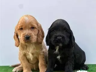 Cocker Spaniel Americano perros Cocker spanish Macho dorado Hembra Negra - Anuncio 1