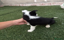 Border Collie perros en venta: BORDER COLLIE  - Imagen 2