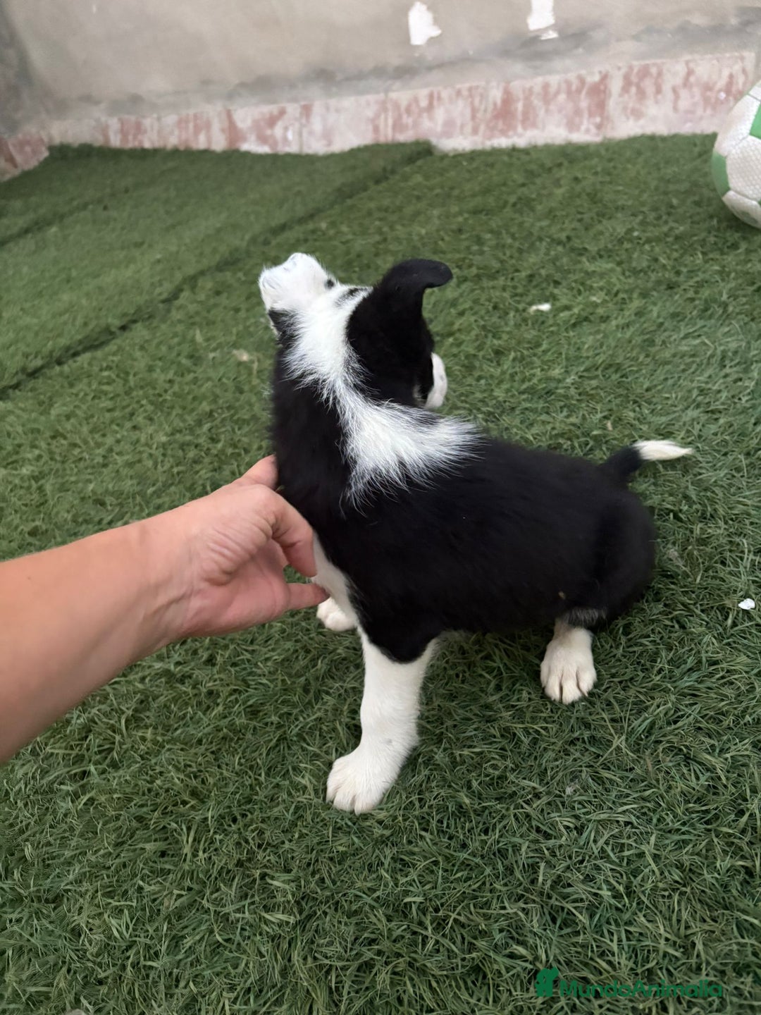 Border Collie perros en venta: BORDER COLLIE  - Imagen 2
