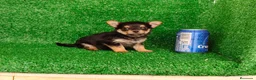 Yorkshire Terrier perros en venta: Yorkshire terrier  - Anuncio 10