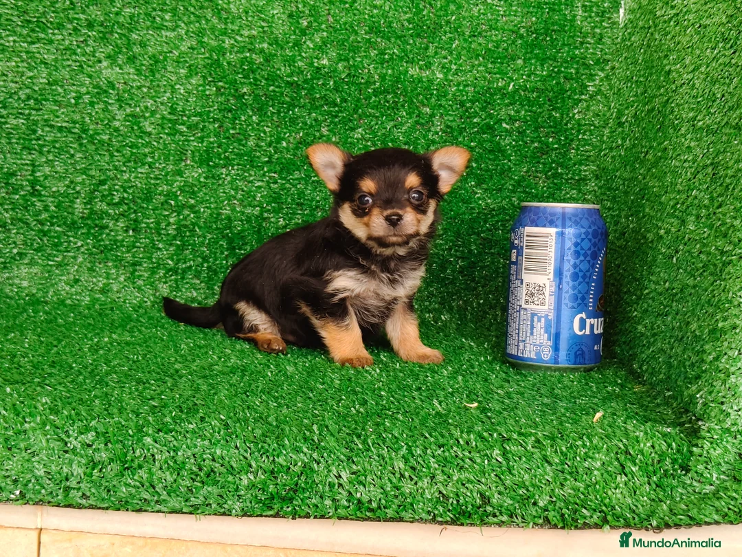 Yorkshire Terrier perros en venta: Yorkshire terrier  - Anuncio 10