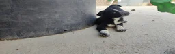 Border Collie perros en venta: BORDER COLLIE - ÚLTIMOS CACHORROS DISPONIBLES - Anuncio 11