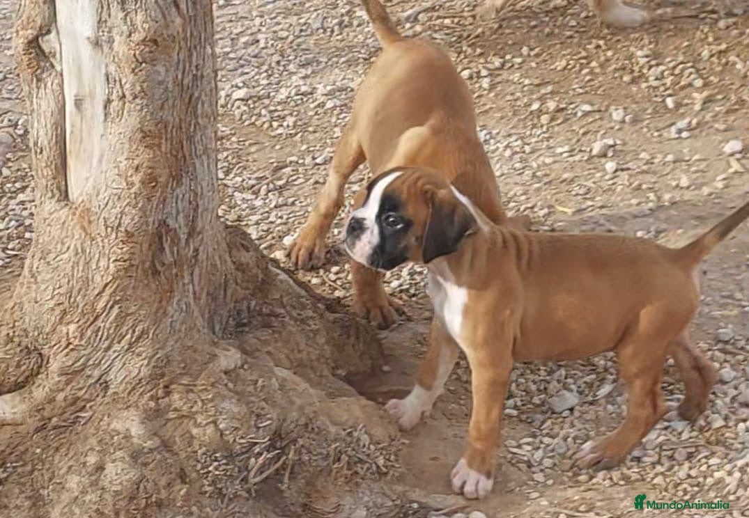 Raza Mixta perros Cachorros en Caraby Benidorm  - Anuncio 28