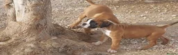 Raza Mixta perros en venta: Cachorros en Caraby Benidorm  - Anuncio 1