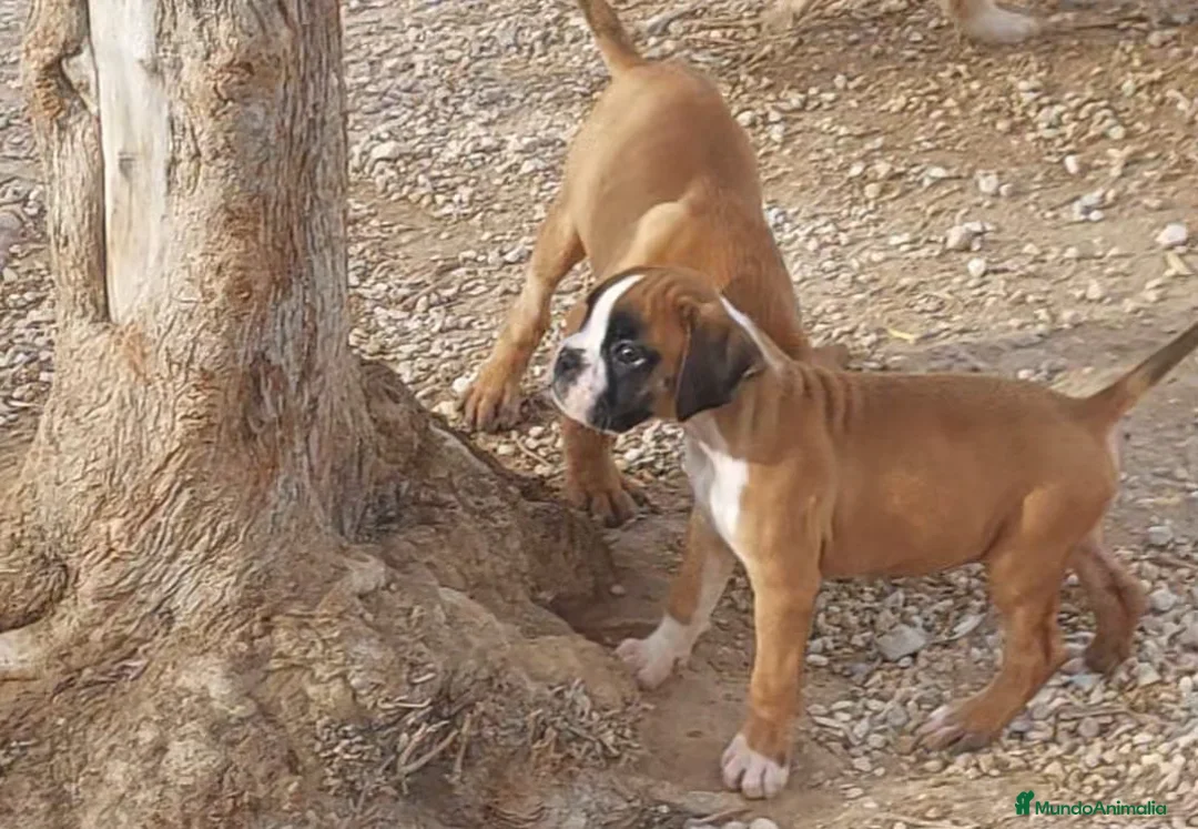 Raza Mixta perros en venta: Cachorros en Caraby Benidorm  - Anuncio 1
