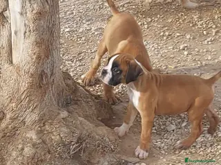 Raza Mixta perros Cachorros en Caraby Benidorm - Anuncio 28