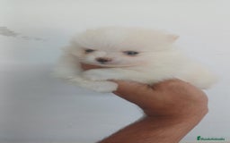 Pomerania perros en venta: Pomerania Mini  - Imagen 1