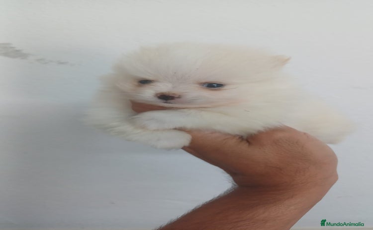 Pomerania perros - Anuncio 6