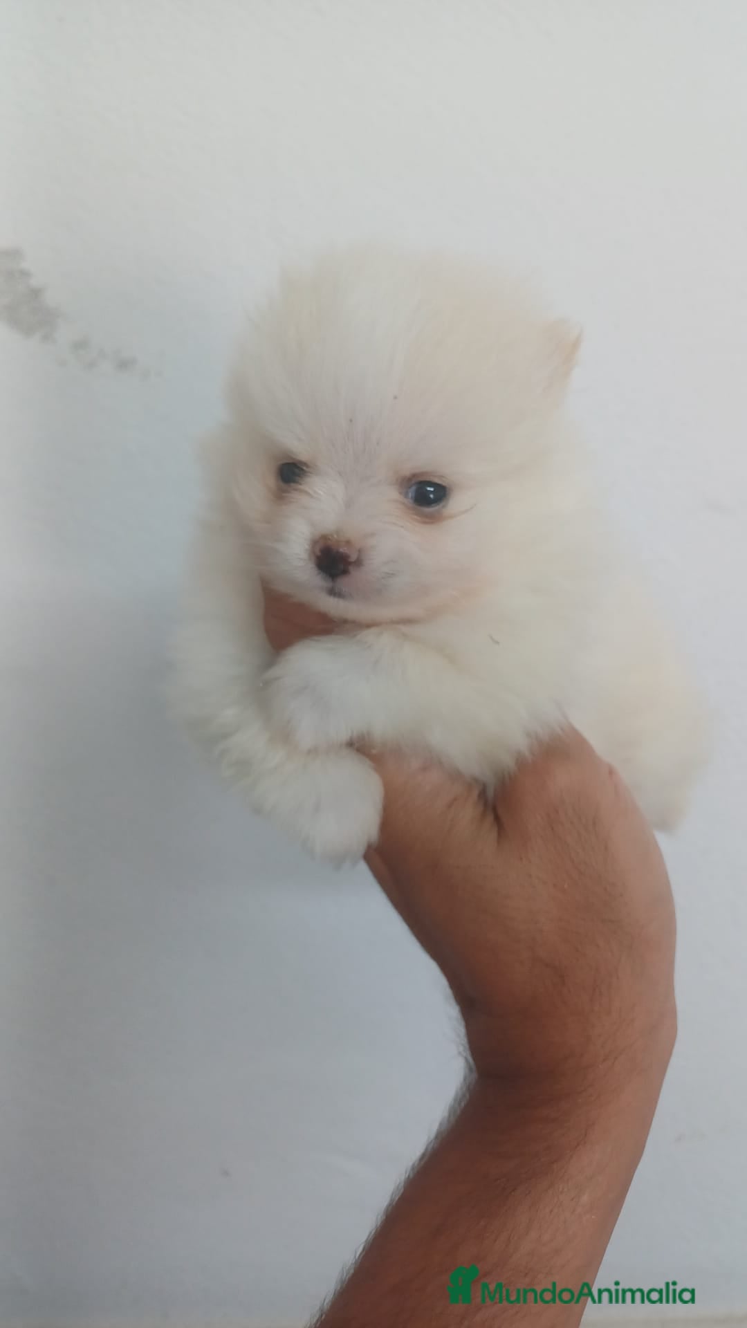 Pomerania perros en venta: Pomerania Mini  - Imagen 1
