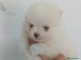 Pomerania perros - Anuncio 10